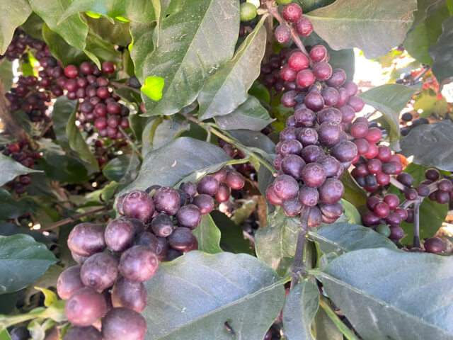Brasil Tomio Fukuda Vale do Cristal DOT 200g