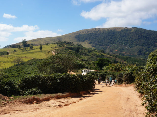 Brazil Passeio Yellow Bourbon Pulped Natural 200g