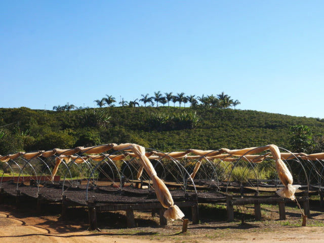 Brazil Passeio Yellow Bourbon Pulped Natural 200g