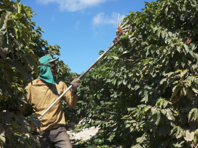 Brazil Passeio Yellow Bourbon Pulped Natural 200g