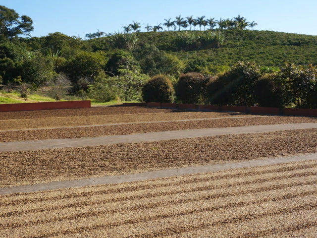 Brazil Passeio Yellow Bourbon Pulped Natural 200g