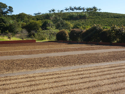 Brazil Passeio Yellow Bourbon Pulped Natural 200g