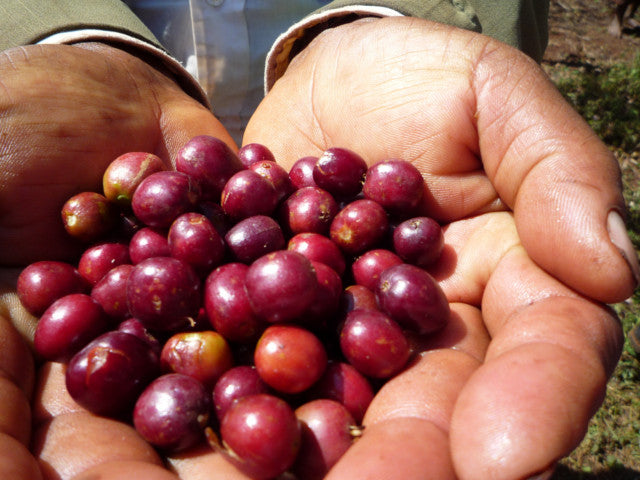 Ethiopia Yirgacheffe G-1 Gedeb Chelchele Washed 200g