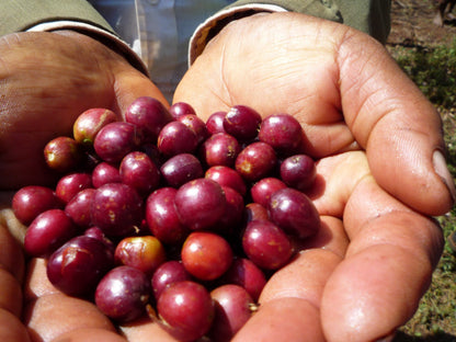 Ethiopia Yirgacheffe G-1 Gedeb Chelchele Washed 200g