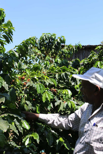 Dennis' Mount Kenya Coffee AA100g C100g