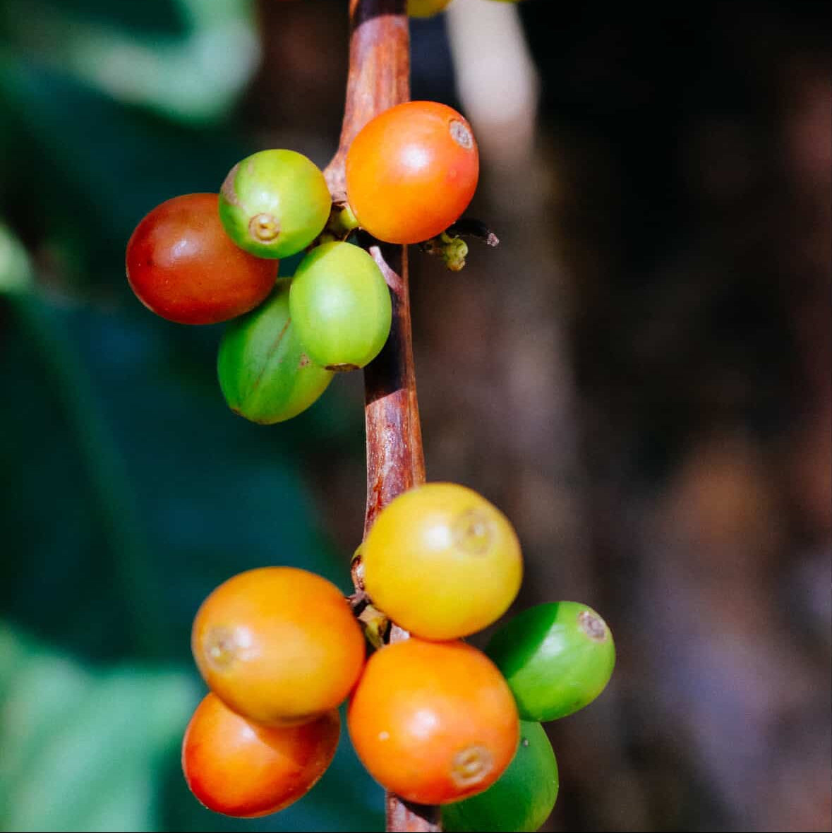 Dennis' Mount Kenya Coffee AA100g C100g