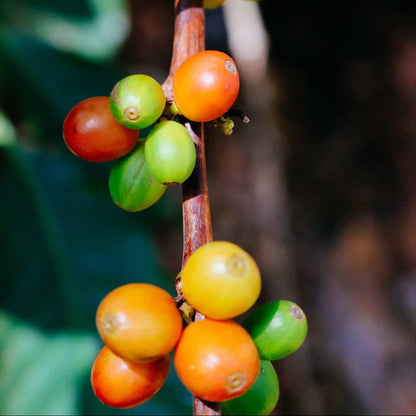 Dennis' Mount Kenya Coffee AA100g C100g